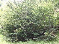 Grotta_del_Turco - 20100627 124.jpg